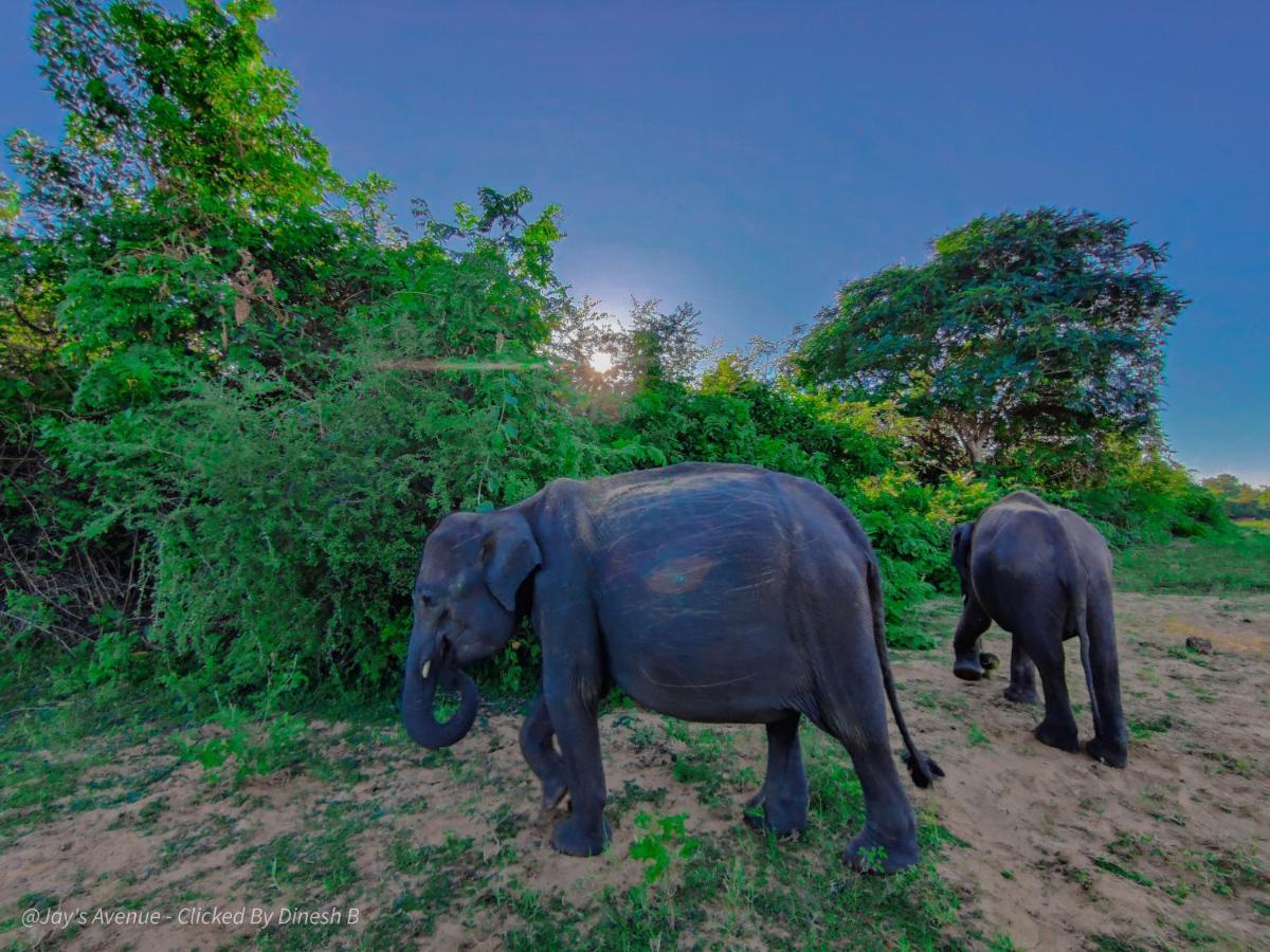 Jay'S Avenue Hotel Udawalawe Kültér fotó